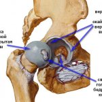 Анатомия тазобедренного сустава