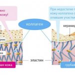Collagen and its importance for the skin
