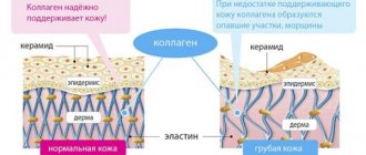 Collagen and its importance for the skin