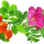 Rosehip oil, properties and uses