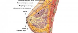 Breast structure