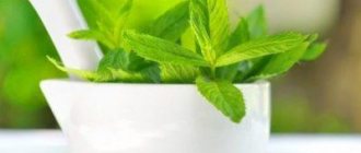 Properties of mint and uses for health, beauty and tranquility